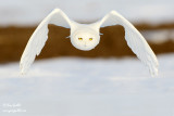 Harfang des neiges mâle #9554.jpg