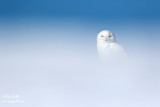 Harfang des neiges mâle #1124.jpg