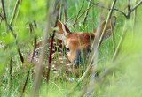 White-tailed Deer Fawn 0166