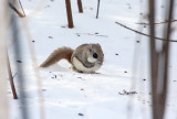 Flying Squirrel 6714