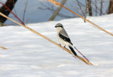 Northern Shrike 7787