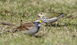 Ovenbird 1078