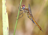 Wandering Glider 6605