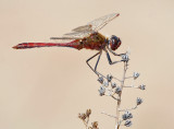 Saffron-winged Meadowhawk_7580