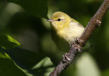 Tennessee Warbler 8209