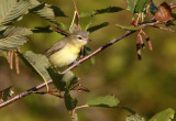 Philadelphia Vireo 9275