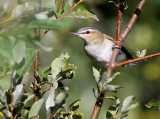 Red-eyed Vireo_8021.jpg