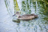 TEAL, BLUE-WINGED