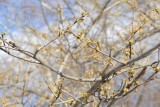 422 8 Central Park snow 2016 8.jpg