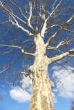431 Central Park London Plane Tree 2016.jpg