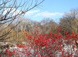 431 Central Park snow bird 2016 2.jpg