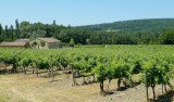 670 Luberon Vineyard 140.jpg