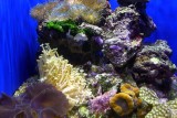 559 9 Cal Academy of Sci SF 2014.jpg