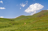 Green Pastures