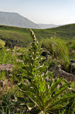 Flora Of Damavand