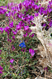 Flora Of Damavand