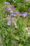 Flora Of Alborz Mountains