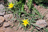 Flora Of Alborz Mountains