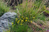 Flora Of Alborz Mountains