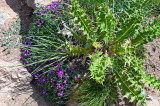 Flora Of Alborz Mountains