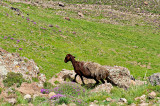 Sheep Above Camp 2