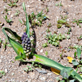 Flora Of Alborz Mountains