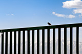 The Morning Bird
