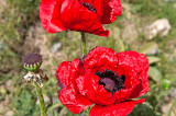 Mt. Damavand Poppies