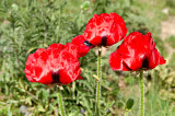 Mt. Damavand Poppies
