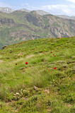 Red Poppies Season