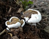 Harslakzwam (Ganoderma resinaceum)