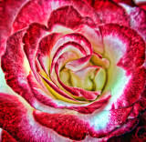 126_2680 copy.jpg