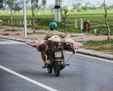 This little piggy went to market