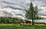 One Horse