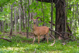 North Manitou Island, Michigan