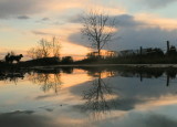 On reflection , a collie dog observes a poor sunset,