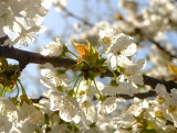 Blackthorn blossom.