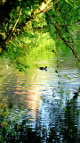 A coot , in the morning.