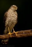 Sperwer - Sparrow Hawk