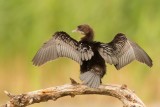 Dwergaalscholver - Pygmy Cormorant
