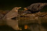 Merel - Blackbird