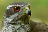 Havik - Northern Goshawk