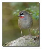 Roodkeelnachtegaal - Siberian Rubythroat