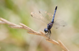 Little Blue Dragonlet 2.JPG