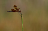 halloween pennant.JPG