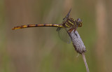 Broad-striped Forceptail.JPG