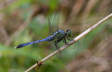 Eastern Pondhawk.JPG