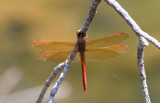 Golden-winged Skimmer.JPG
