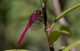 red-tailed pennant.JPG