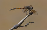 Four-spoted Pennant 1.JPG